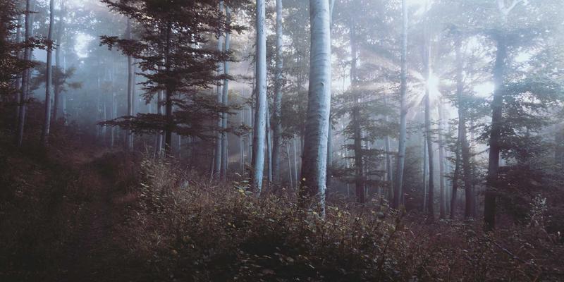 上海易饰家揭秘：波西米亚风宠物家庭软装设计，颜值与功能如何完美共存？